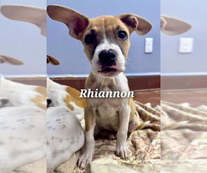 Boxer-Unknown Mix Dogs for adoption in Jefferson, NJ, USA