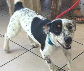 Jack Russell Terrier Dogs for adoption in Euless, TX, USA