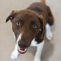 Lab-Pointer Dogs for adoption in Kanab, UT, USA