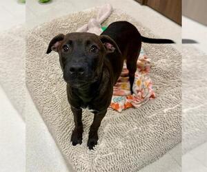 American Pit Bull Terrier-Unknown Mix Dogs for adoption in Conroe, TX, USA