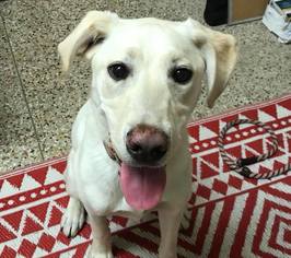 Labrador Retriever Dogs for adoption in South Amana, IA, USA