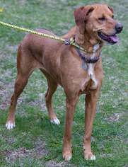 Rhodesian Ridgeback Dogs for adoption in St. Charles, MO, USA