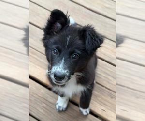 Border Collie-Unknown Mix Dogs for adoption in Canton, CT, USA