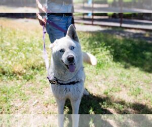 - Mix Dogs for adoption in San Francisco, CA, USA