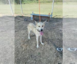 German Shepherd Dog-Unknown Mix Dogs for adoption in Pasadena, TX, USA