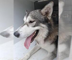 Siberian Husky-Unknown Mix Dogs for adoption in Houston, TX, USA