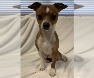 Chihuahua Dogs for adoption in garner, NC, USA