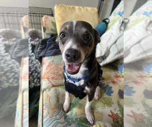 Chihuahua Dogs for adoption in Greenville, SC, USA