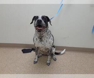 German Shorthaired Pointer Dogs for adoption in Palmer, AK, USA