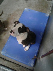 Medium Photo #1 American Pit Bull Terrier-Unknown Mix Puppy For Sale in Sonora, CA, USA