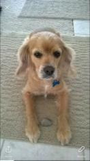 Cocker Spaniel Dogs for adoption in Bellevue, WA, USA