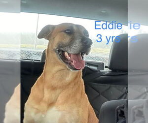 Labrador Retriever-Unknown Mix Dogs for adoption in Wakefield, RI, USA