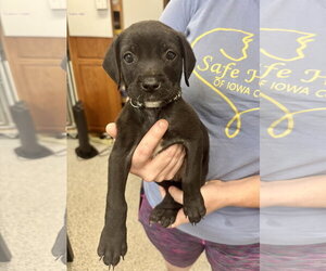 Borador Dogs for adoption in Williamsburg, IA, USA