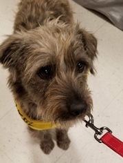 Small Cairn Terrier Mix