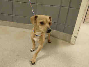 Chiweenie Dogs for adoption in Fort Wayne, IN, USA