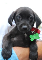 Borador Dogs for adoption in Royal Palm Beach, FL, USA