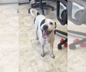 Mutt Dogs for adoption in Raleigh, NC, USA