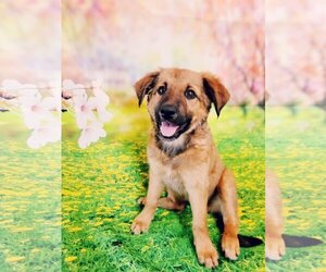 Full screen Photo #1 Golden Shepherd Puppy For Sale in Phoenix, AZ, USA