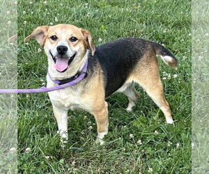 Jack-A-Bee Dogs for adoption in Batavia, OH, USA