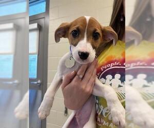 Bagle Hound Dogs for adoption in Brighton, CO, USA