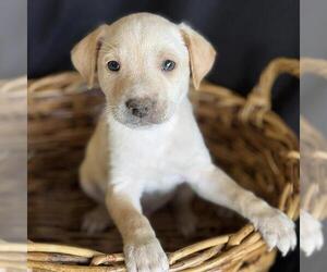 Australian Shepherd-Jack Russell Terrier Mix Dogs for adoption in San Diego, CA, USA