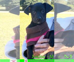 Chiweenie Dogs for adoption in Pensacola, FL, USA