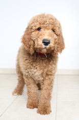 Medium Photo #1 Labradoodle Puppy For Sale in Eden Prairie, MN, USA