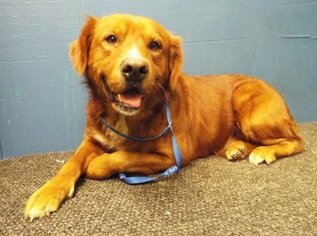 Golden Retriever-Unknown Mix Dogs for adoption in Silver Spring, MD, USA