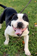 American Bulldog Dogs for adoption in Raleigh, NC, USA