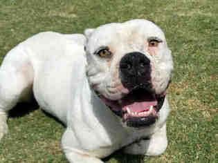 Bulloxer Dogs for adoption in Texas City, TX, USA