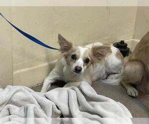 Mutt Dogs for adoption in Pasadena, CA, USA