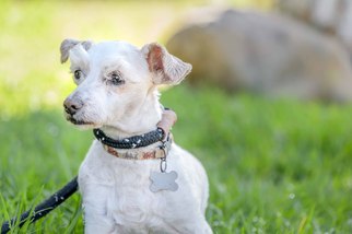 Maltipoo Dogs for adoption in El Cajon, CA, USA