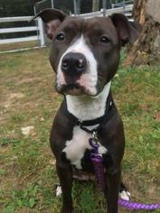 American Staffordshire Terrier Dogs for adoption in Dedham, MA, USA