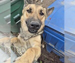 German Shepherd Dog-Unknown Mix Dogs for adoption in San Antonio, TX, USA