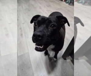 American Staffordshire Terrier-Unknown Mix Dogs for adoption in NEWPORT NH, NH, USA