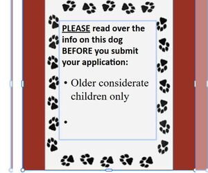 Border Collie-Unknown Mix Dogs for adoption in Fargo, ND, USA