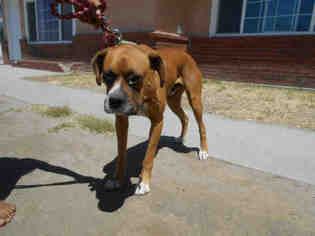 Boxer Dogs for adoption in Hanford, CA, USA