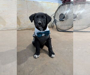 Mutt Dogs for adoption in Chinook, MT, USA