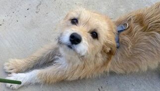 Cairn Terrier Dogs for adoption in Oxnard, CA, USA