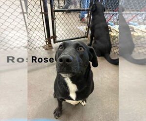 Labrador Retriever-Unknown Mix Dogs for adoption in Evansville, IN, USA