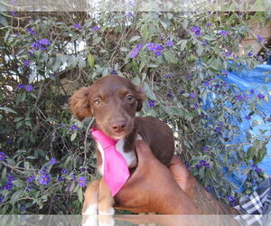 Australian Kelpie-Unknown Mix Dogs for adoption in San Diego, CA, USA