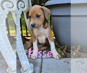 Mutt Dogs for adoption in Sterling, MA, USA