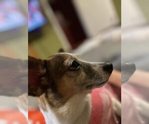 Chihuahua-Unknown Mix Dogs for adoption in Springdale, PA, USA