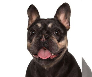 French Bulldog-Unknown Mix Dogs for adoption in Oakland Park, FL, USA