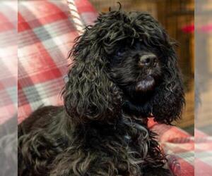 Cocker Spaniel Dogs for adoption in Madison, WI, USA