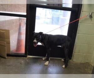 Mutt Dogs for adoption in Tulsa, OK, USA