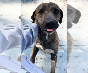 Mountain Cur-Treeing Walker Coonhound Mix Dogs for adoption in Oakhurst, NJ, USA