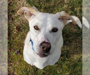 Labrador Retriever Dogs for adoption in Maryville, TN, USA