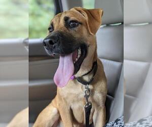 Shepradors Dogs for adoption in Washington, DC, USA