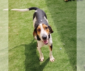 Treeing Walker Coonhound Dogs for adoption in Athens, AL, USA